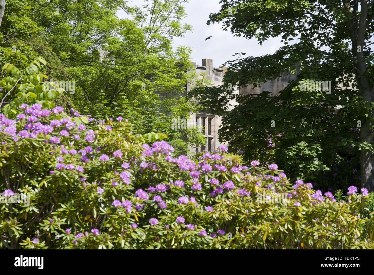 Rhododendrons growing in front of the Hall at Gibside, Newcastle upon Tyne. Stock Photo