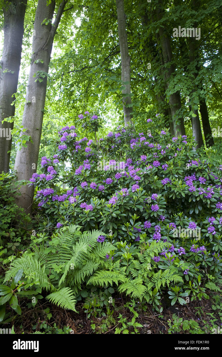 Ferns and rhododendron in the woodland at Gibside, Newcastle upon Tyne. Stock Photo