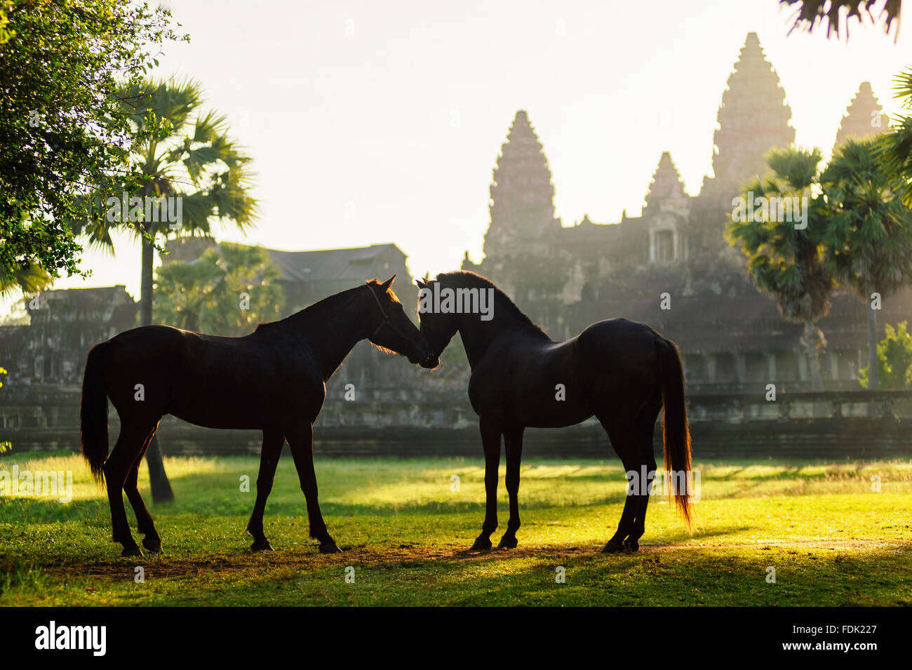 Side view of two horses standing In front of Angkor wat, Siem Reap, Cambodia Stock Photo