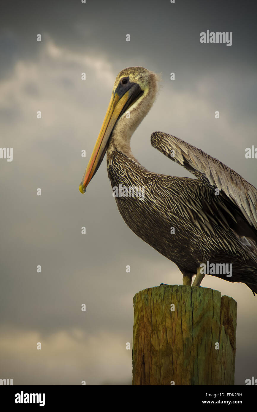 Pelican standing on wooden post, Treasure Island, Florida, United States Stock Photo
