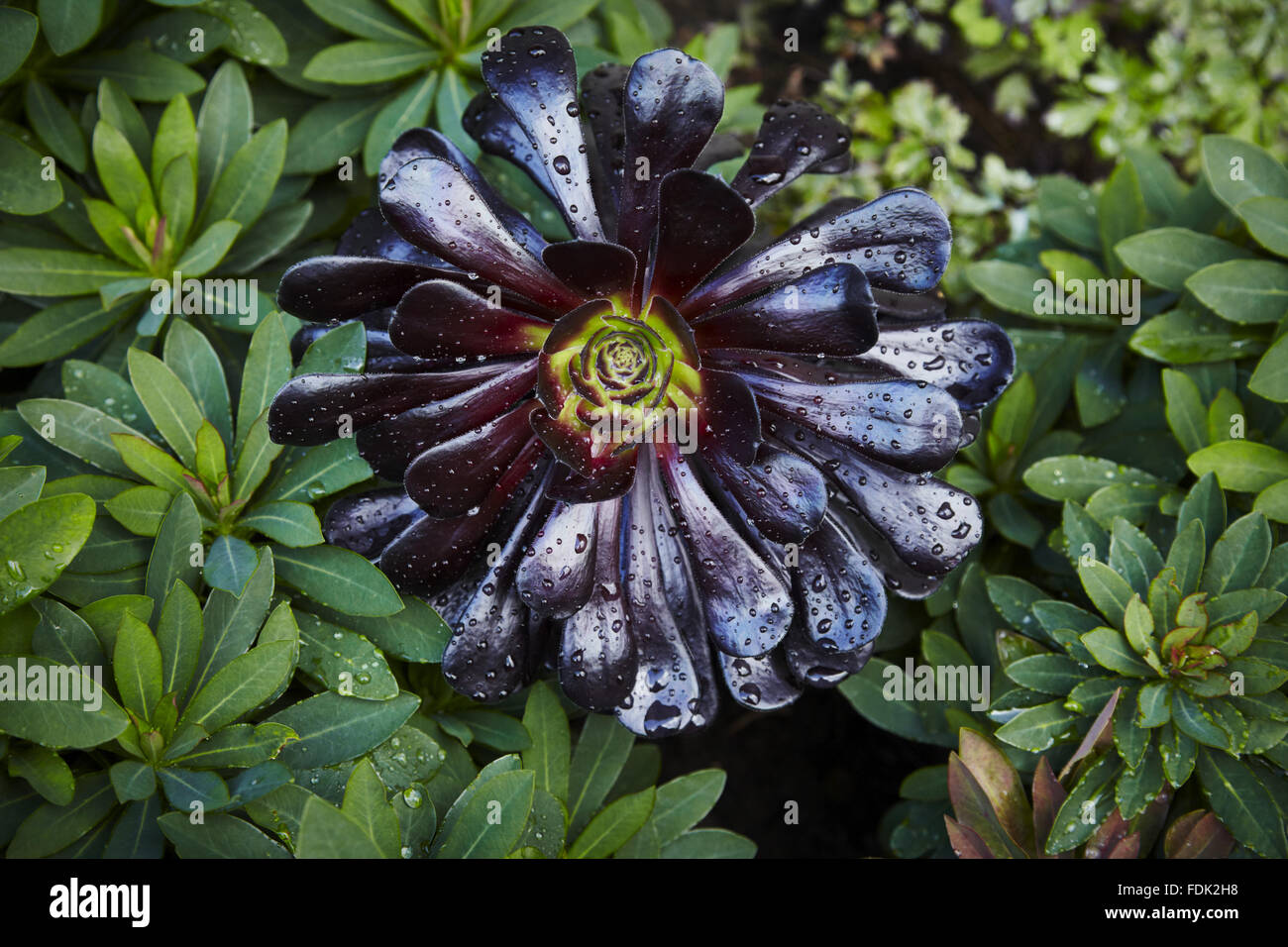 Aeonium arboreum "Schwarzkopf" in August at Bodnant Garden, Conwy, Wales. Stock Photo