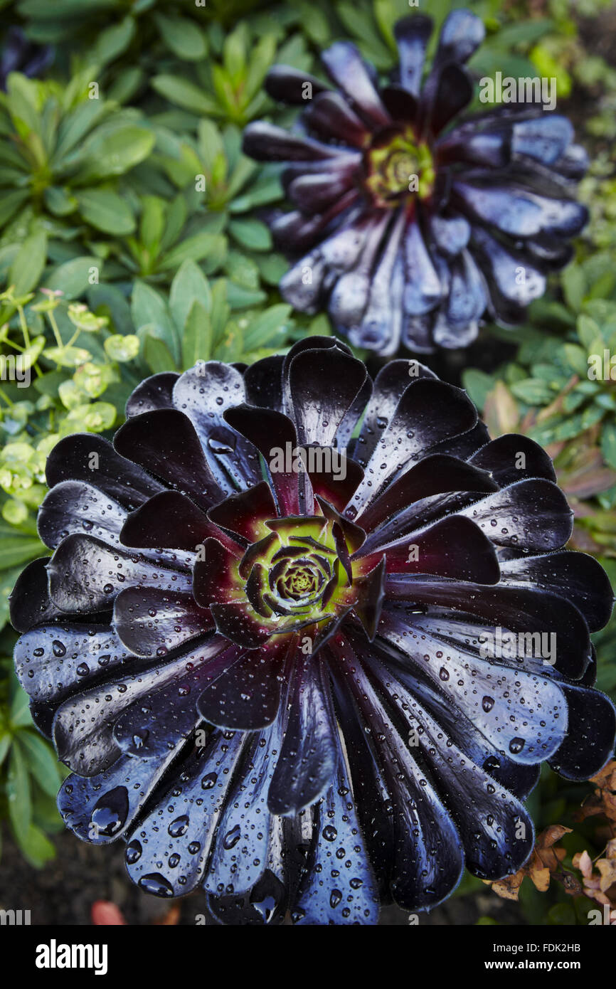 Aeonium arboreum "Schwarzkopf" in August at Bodnant Garden, Conwy, Wales. Stock Photo