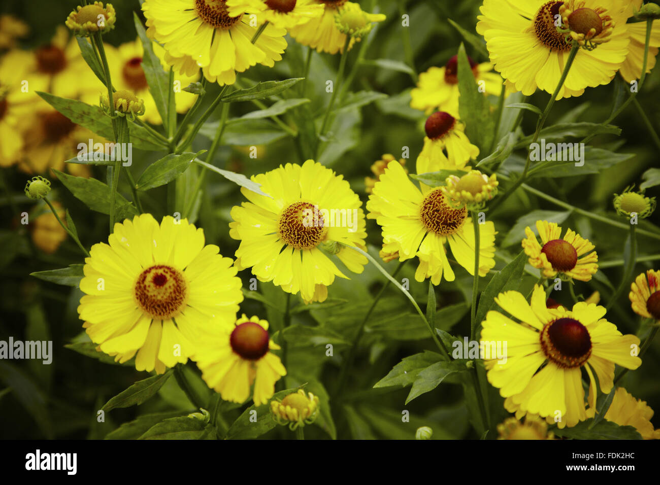 Yellow Helenium flowers in August at Bodnant Garden, Conwy, Wales. Stock Photo