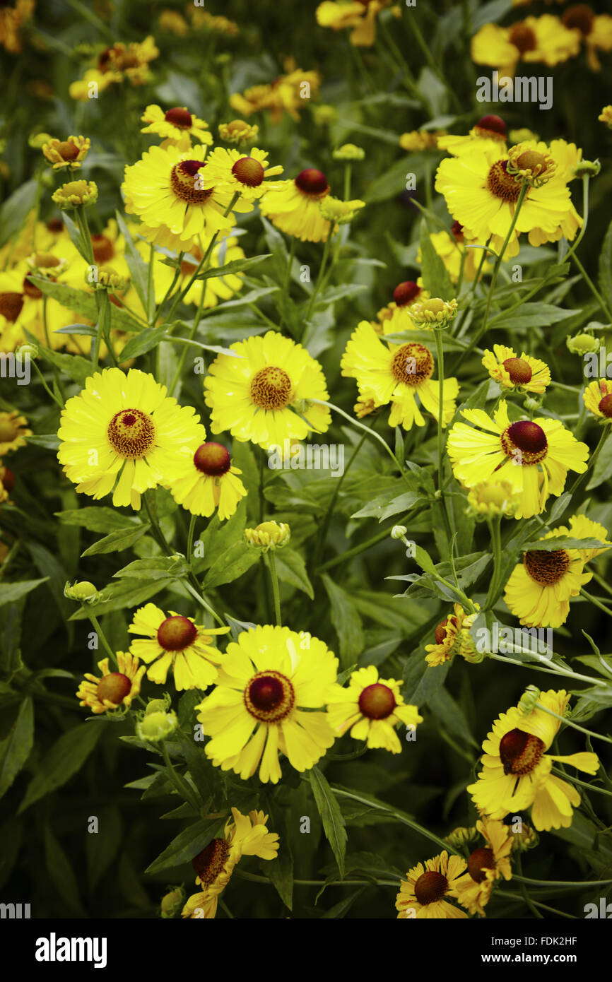 Yellow Helenium flowers in August at Bodnant Garden, Conwy, Wales. Stock Photo