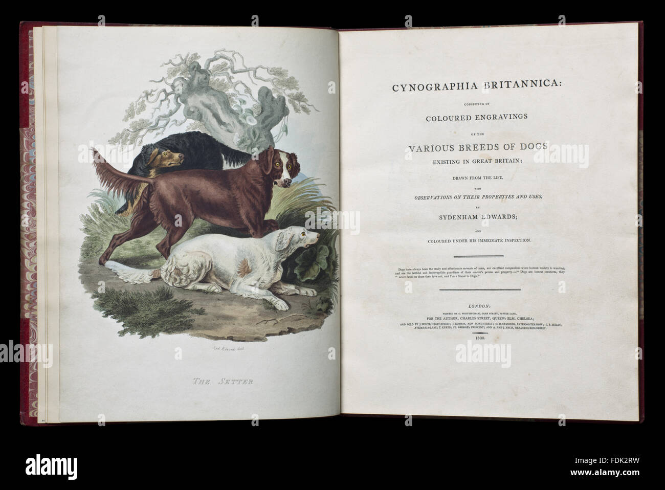 Titlepage and colour plate of Cynographia Britannica: Consisting of Coloured Engravings of the Various Breeds of Dogs (London, 1800), part of the library collection at Anglesey Abbey, Cambridgeshire. 17.I.10 Stock Photo