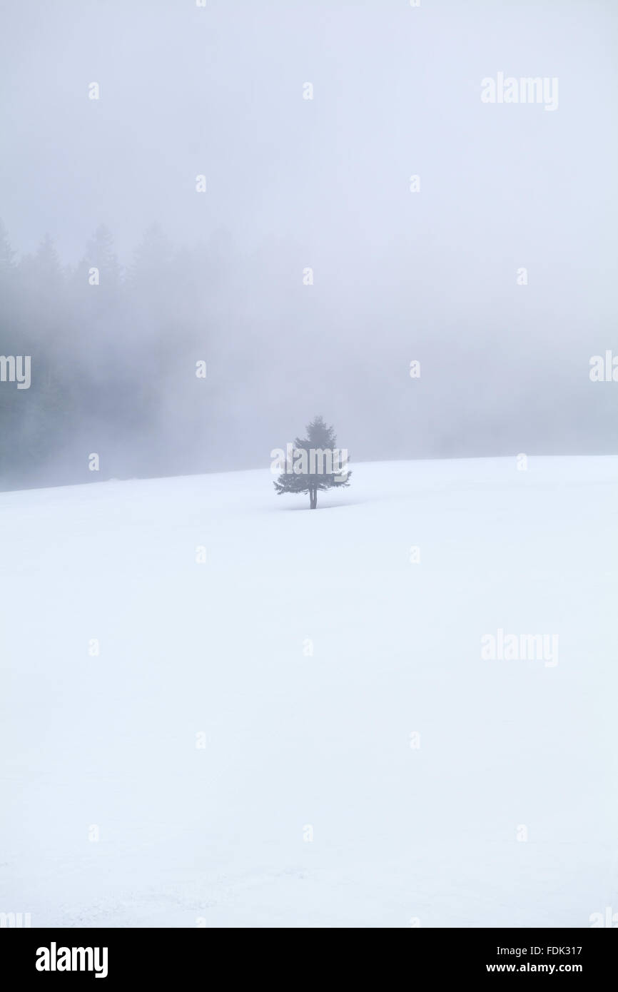 single tree on snow in dense fog Stock Photo - Alamy