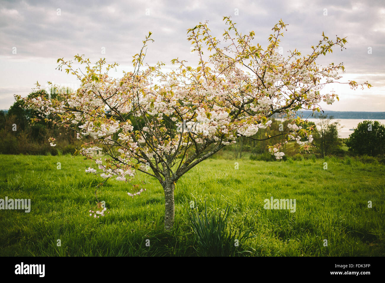 Spring Time Tree Life Springtime tree in blossom Stock Photo - Alamy