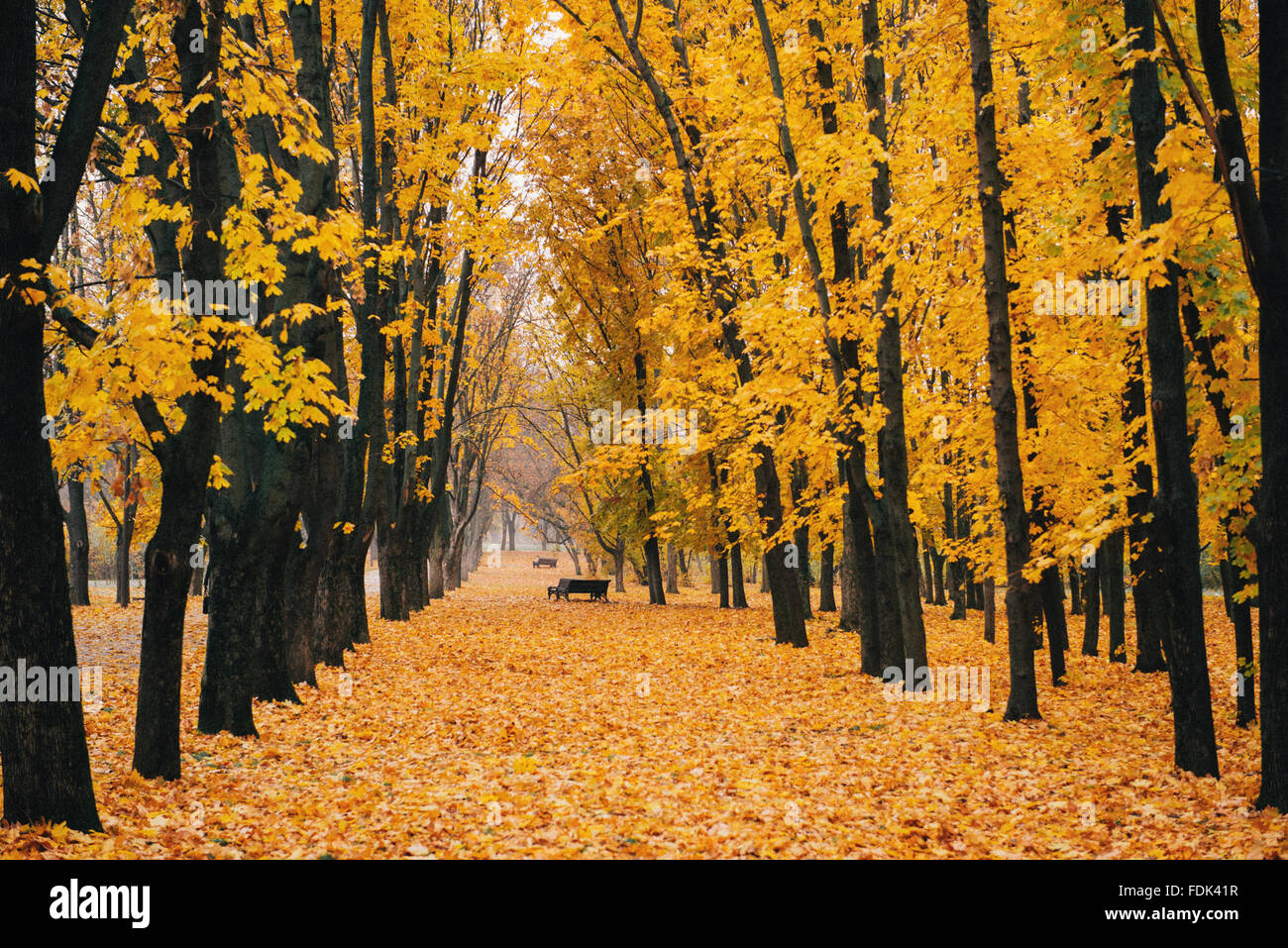 Tree lined path in park in autumn Stock Photo