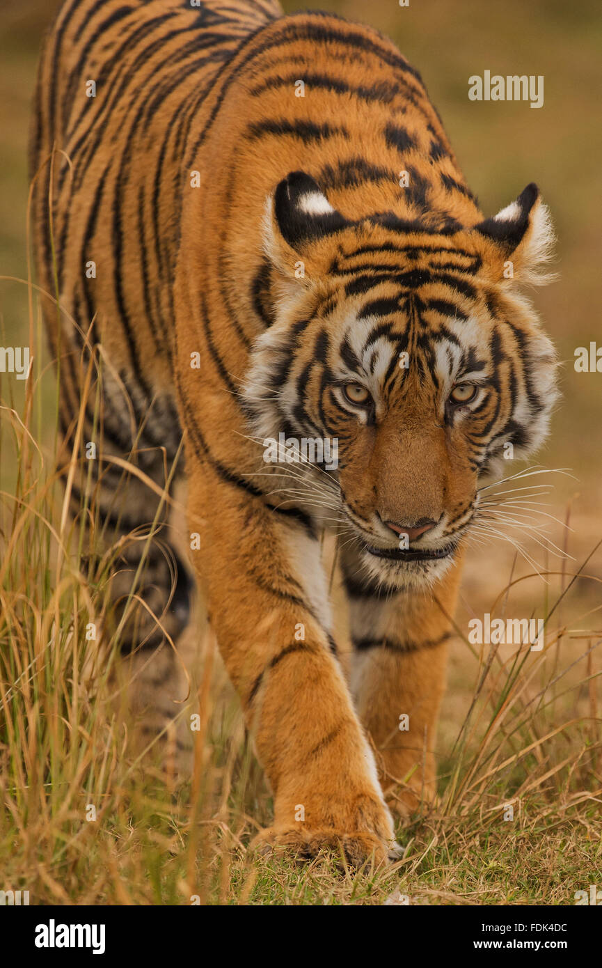 bengal tigers stalking