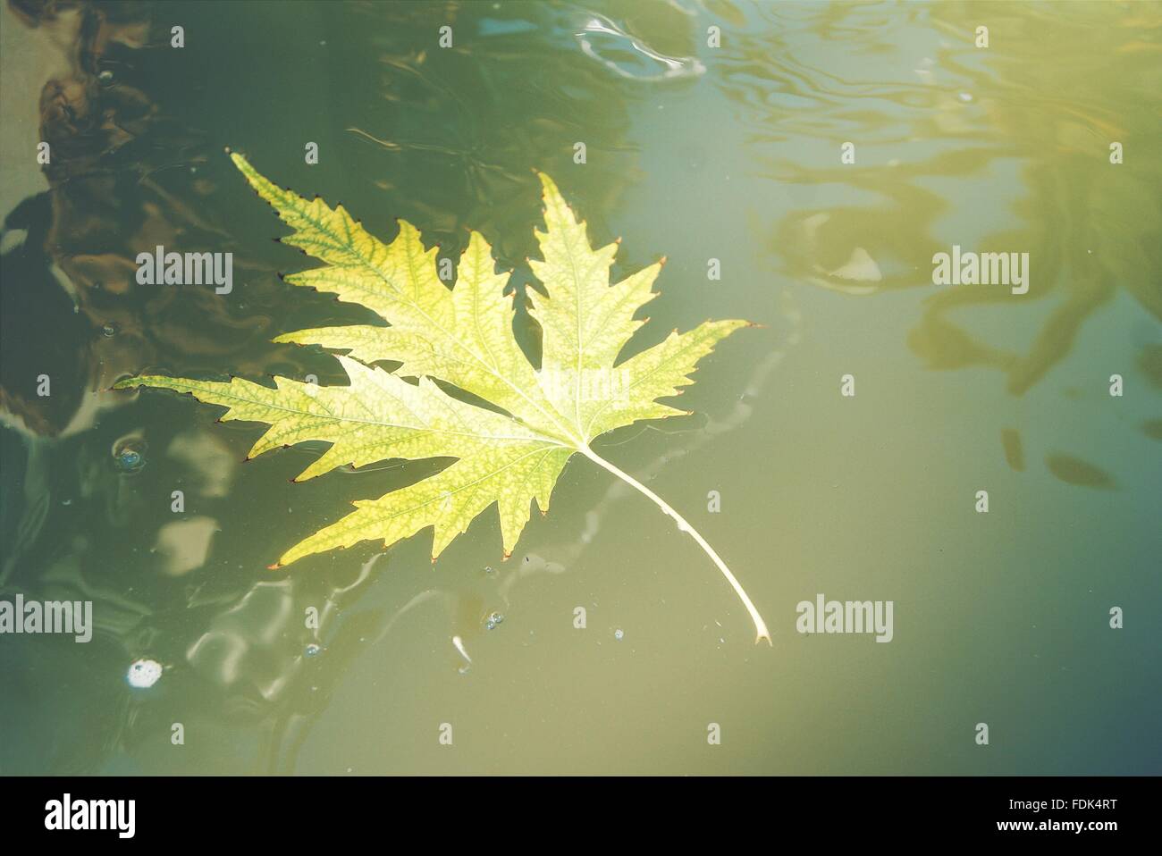 Green leaf floating on water, Malaga, Andalucia, Spain Stock Photo