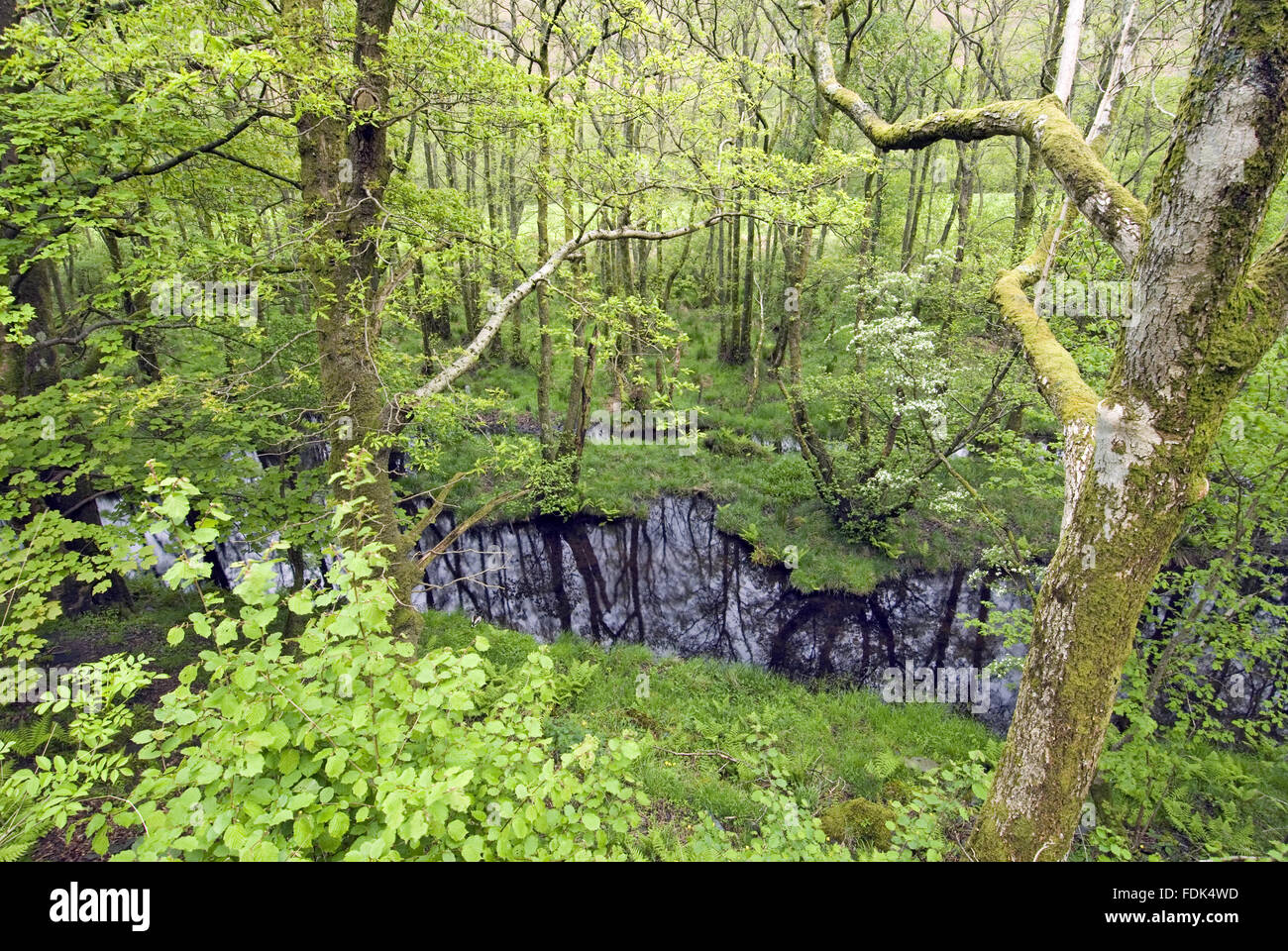 Stream in the craggy woodland of Troutdale on the east flank of