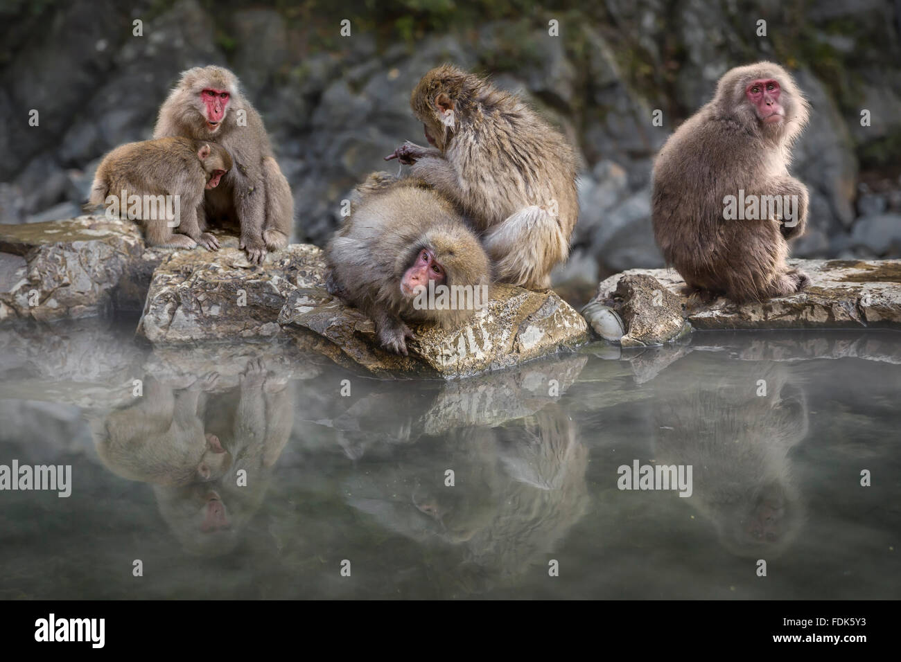 Group of snow monkeys sitting by hot spring, Nagano, Honshu, Japan Stock Photo