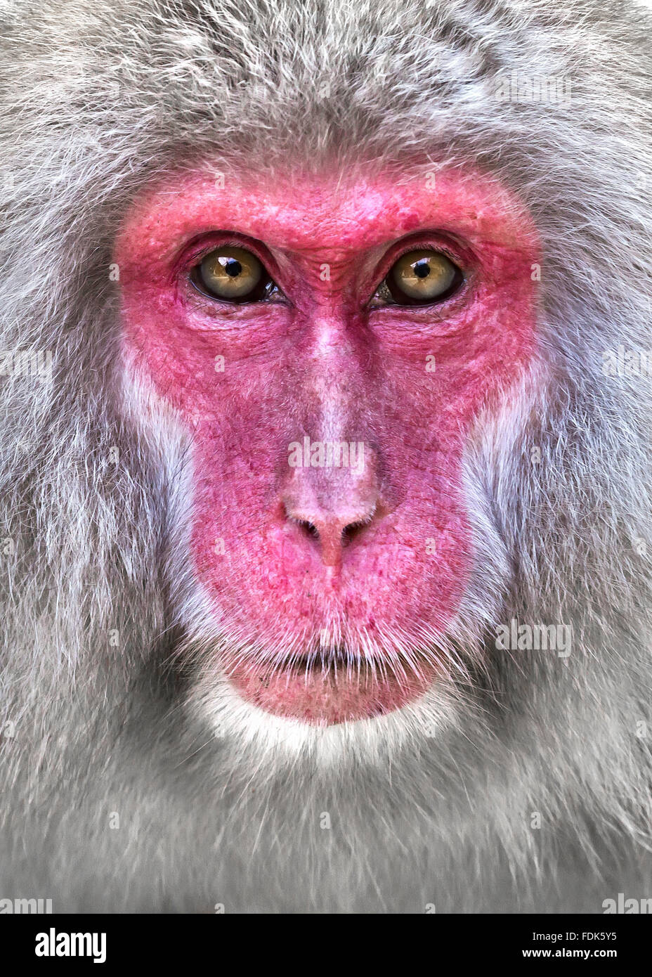 Close-up portrait of a snow monkey, Nagano, Honshu, Japan Stock Photo