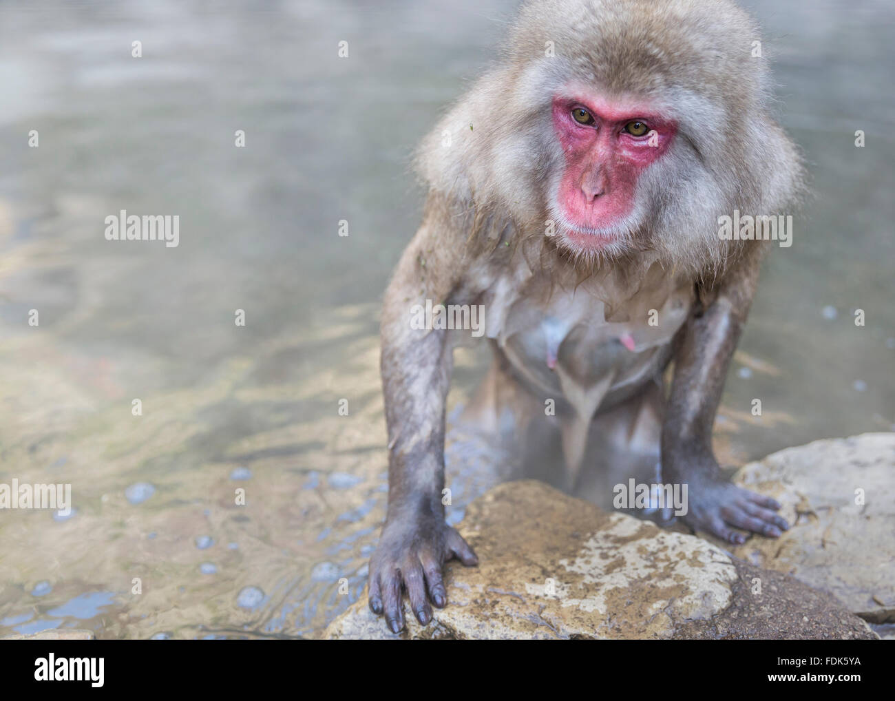 Snow monkey getting out of hot spring, Nagano, Honshu, Japan Stock Photo