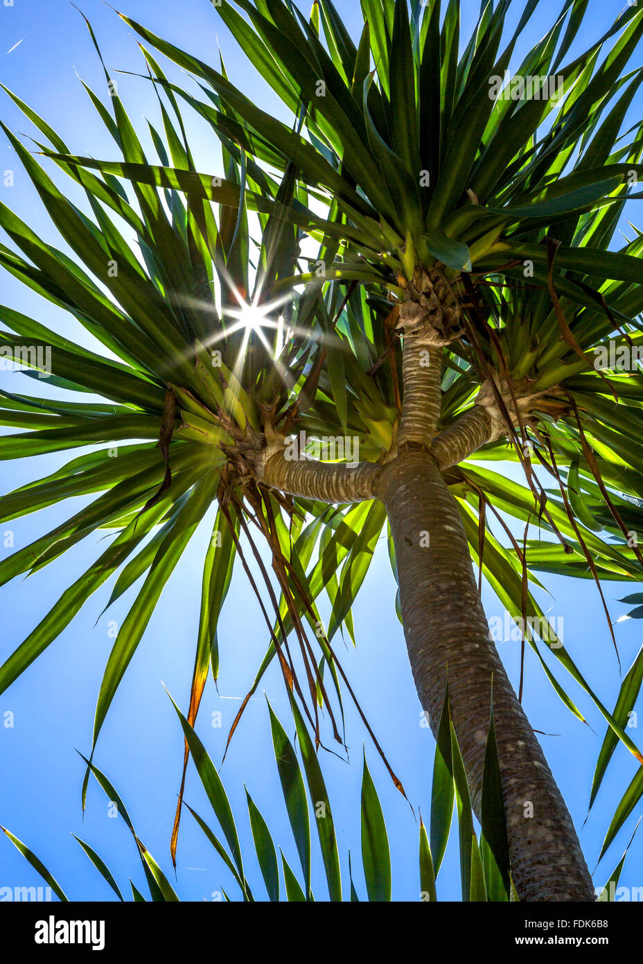 Low angle view of a Palm tree, Bali, Indonesia Stock Photo