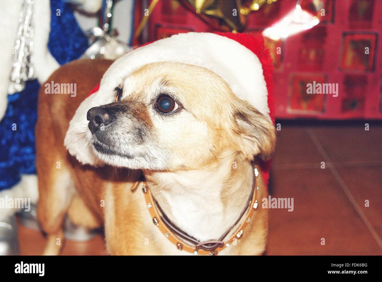 Dog wearing a santa hat Stock Photo - Alamy