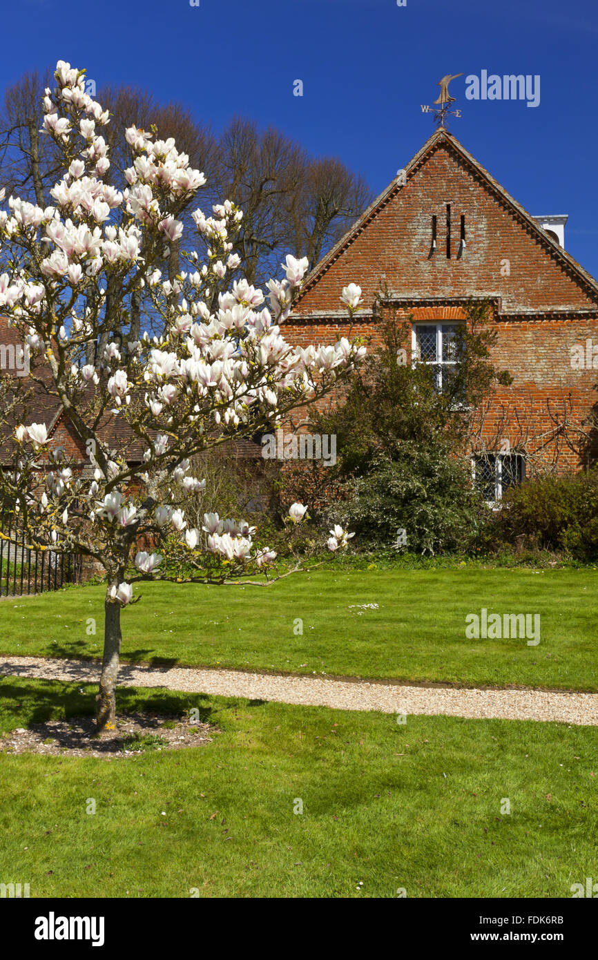 Magnolia tree in bloom in April at The Vyne, Hampshire Stock Photo Alamy