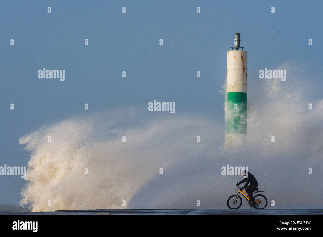 Aberystwyth, Ceredigion, Wales, UK. 1st February, 2016.   Storm Henry, the eighth named storm of the 2015/16 winter, batters the coast and sea defences at Aberystwyth.    A cyclist  takes a risk as he cycles close to the huge waves breaking over the sea wall and lighthouse at Aberystwut harbout.   Yellow and Amber severe weather warnings are in place for much of northern England and Scotland    photo Credit:  Keith Morris / Alamy Live News Stock Photo