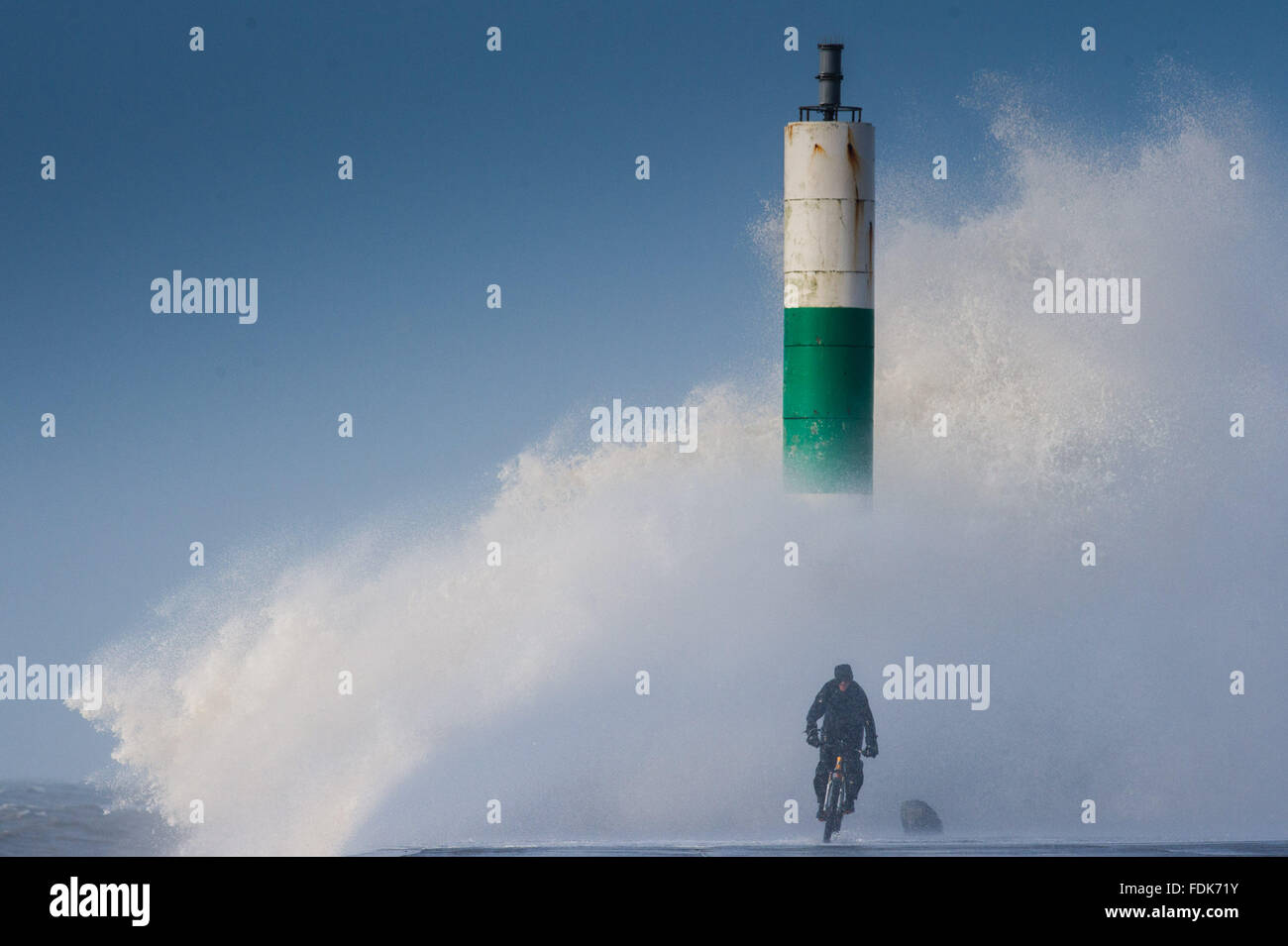 Aberystwyth, Ceredigion, Wales, UK. 1st February, 2016.   Storm Henry, the eighth named storm of the 2015/16 winter, batters the coast and sea defences at Aberystwyth.    A cyclist  takes a risk as he cycles close to the huge waves breaking over the sea wall and lighthouse at Aberystwut harbout.   Yellow and Amber severe weather warnings are in place for much of northern England and Scotland    photo Credit:  Keith Morris / Alamy Live News Stock Photo