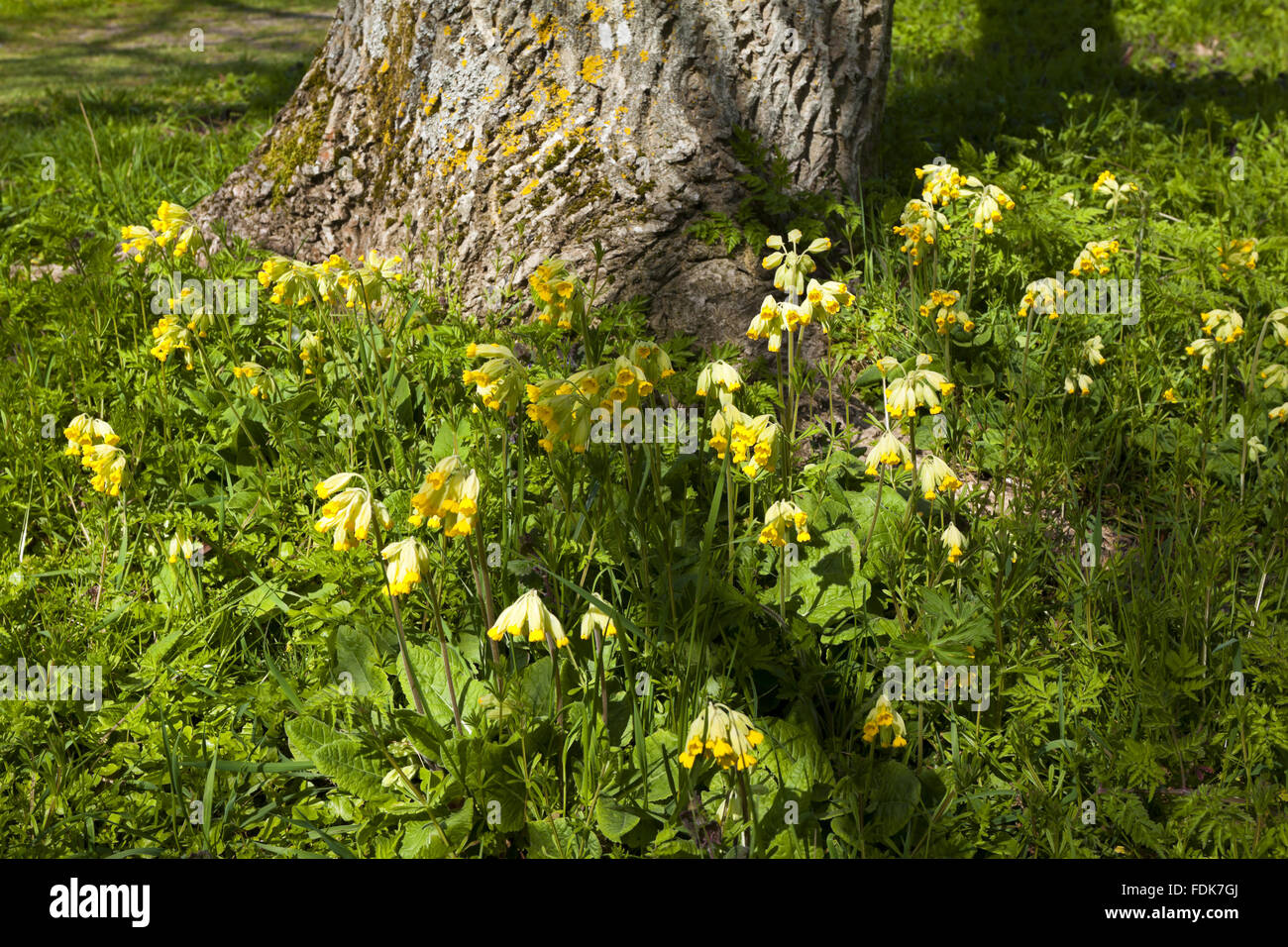 Cowslips (Primula veris) in the garden in April at The Vyne, Hampshire. Stock Photo