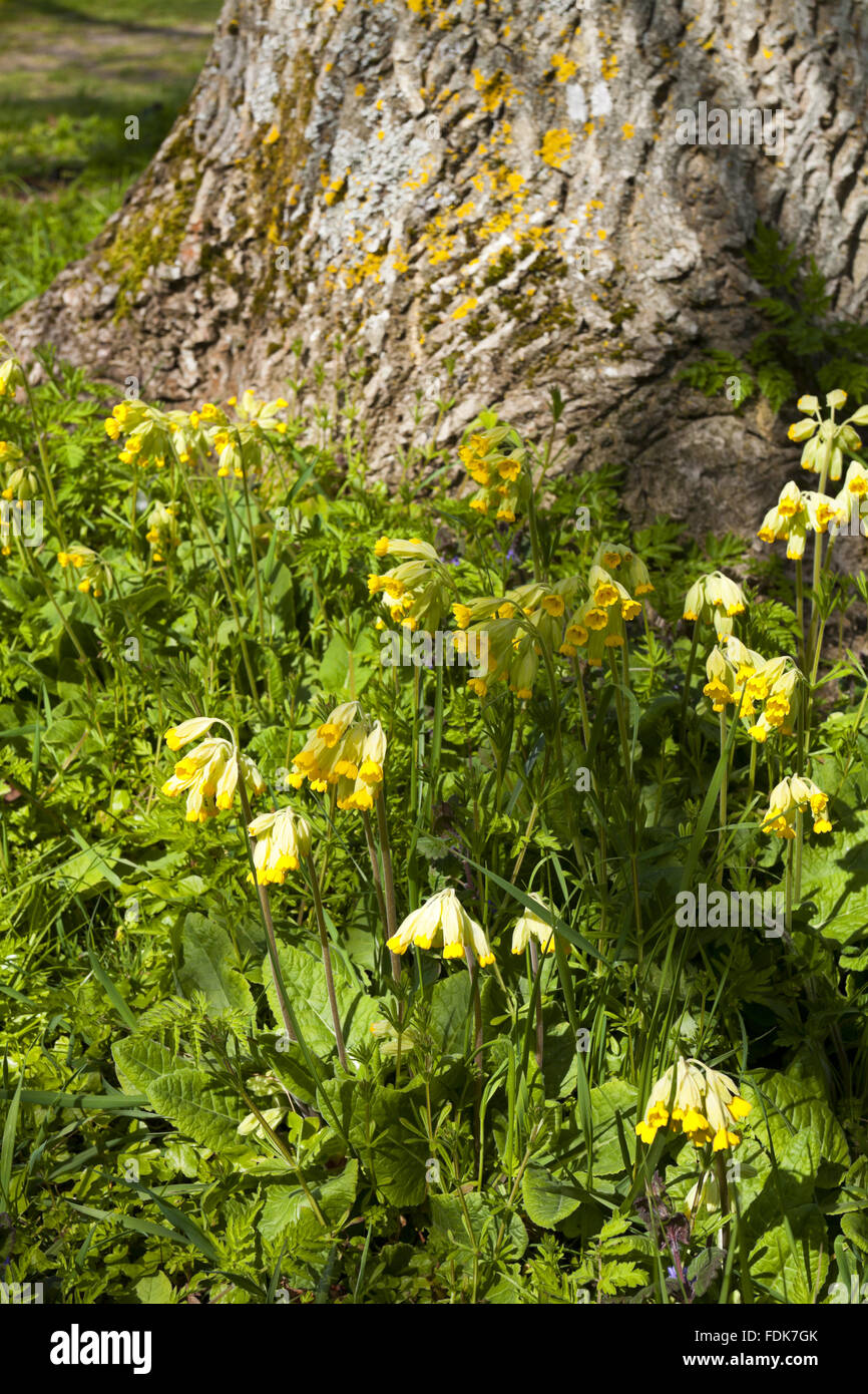Cowslips (Primula veris) in the garden in April at The Vyne, Hampshire. Stock Photo