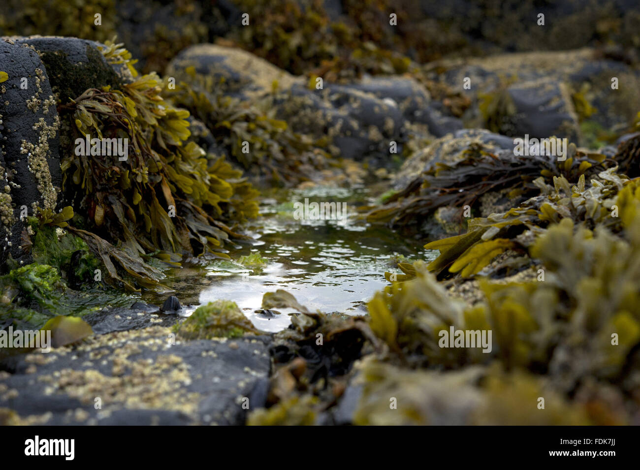 Rockpool and seaweed at Portstewart Strand, Co Londonderry, Northern Ireland. Stock Photo