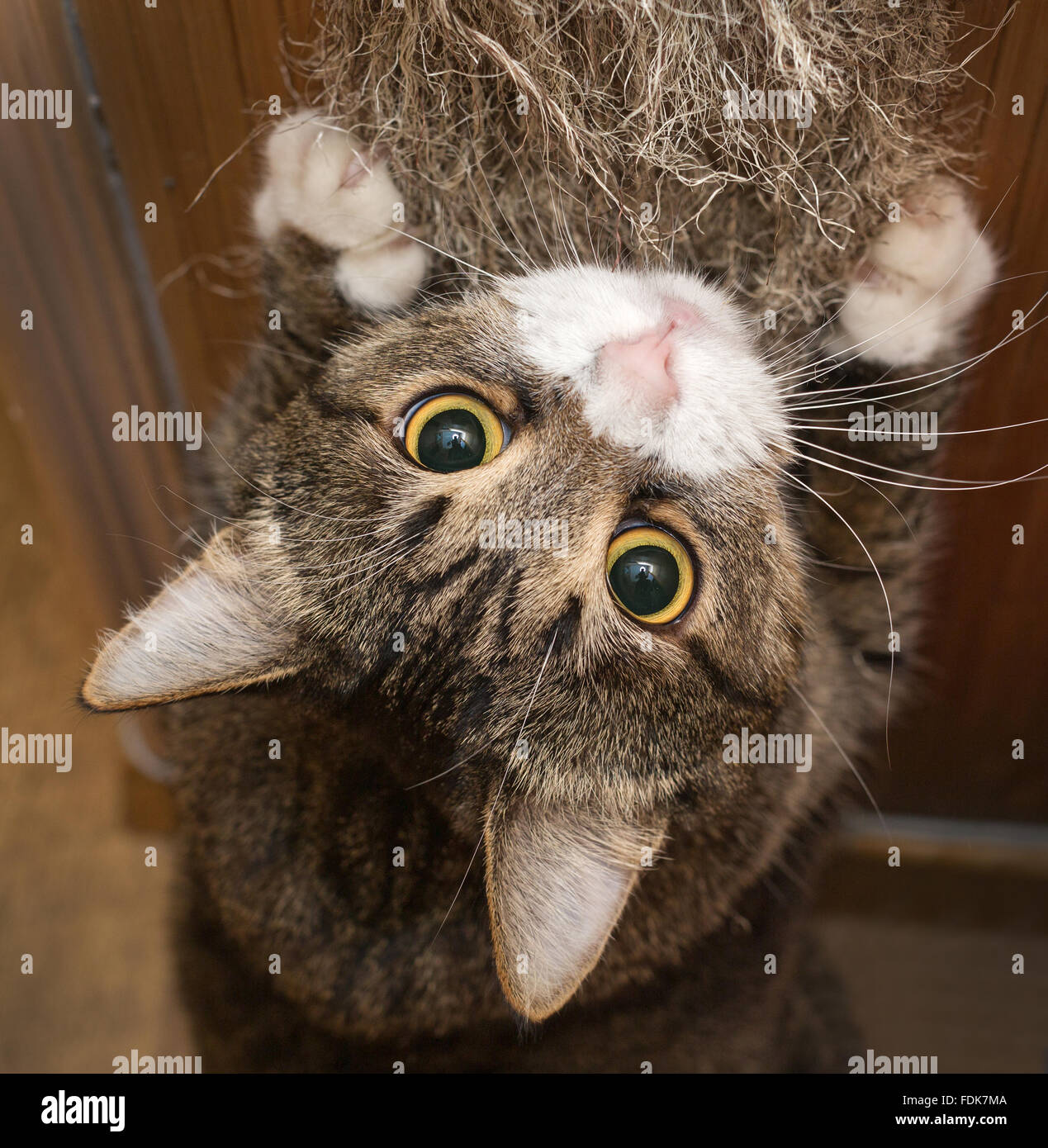 Grey cat sharpening his claws on the claw sharpener Stock Photo Alamy