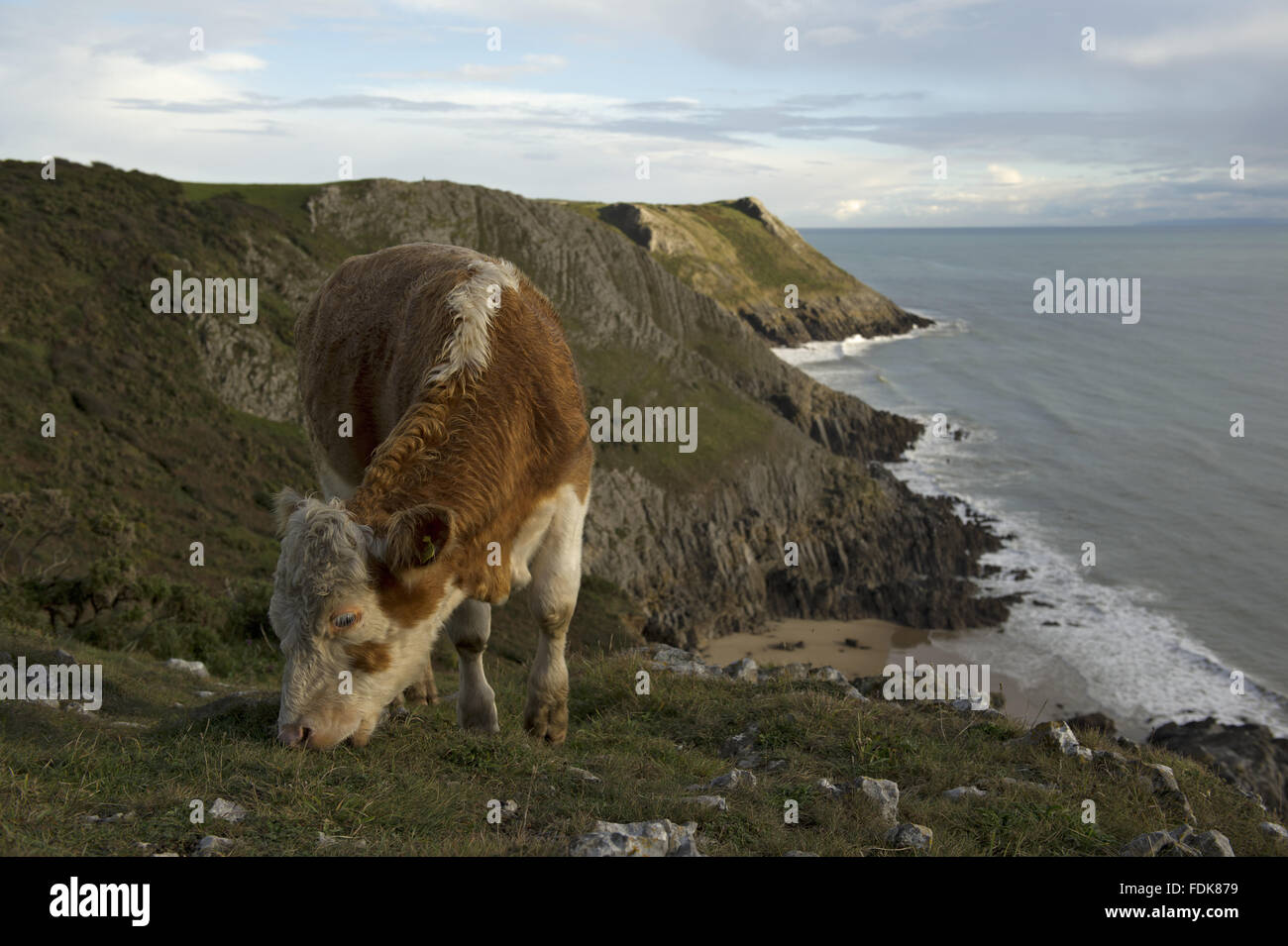 Cattle on Pennard Cliffs, Gower, Swansea, Wales Stock Photo - Alamy