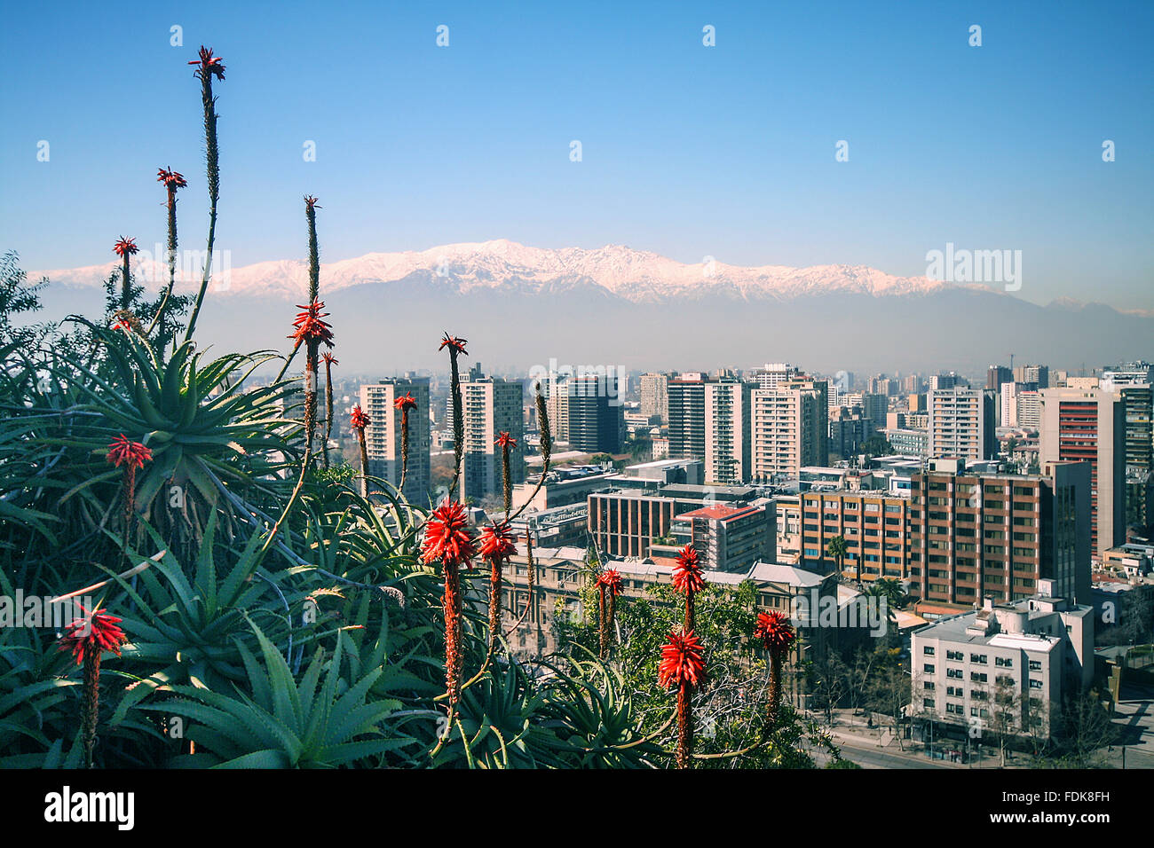 Andes Mountain Plants High Resolution Stock Photography and Images - Alamy