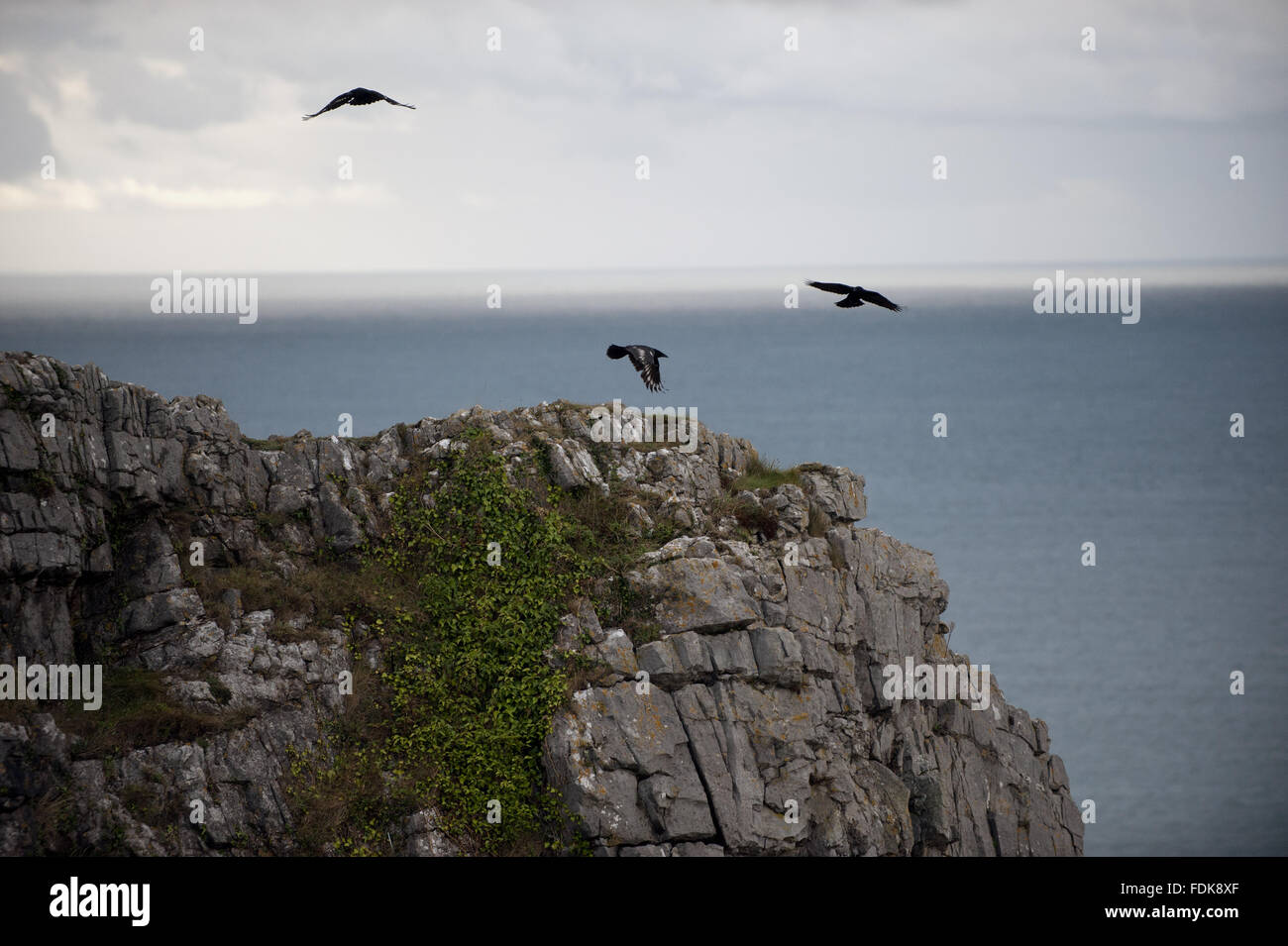 Birds off Pennard Cliffs, Gower, Swansea, Wales. Stock Photo
