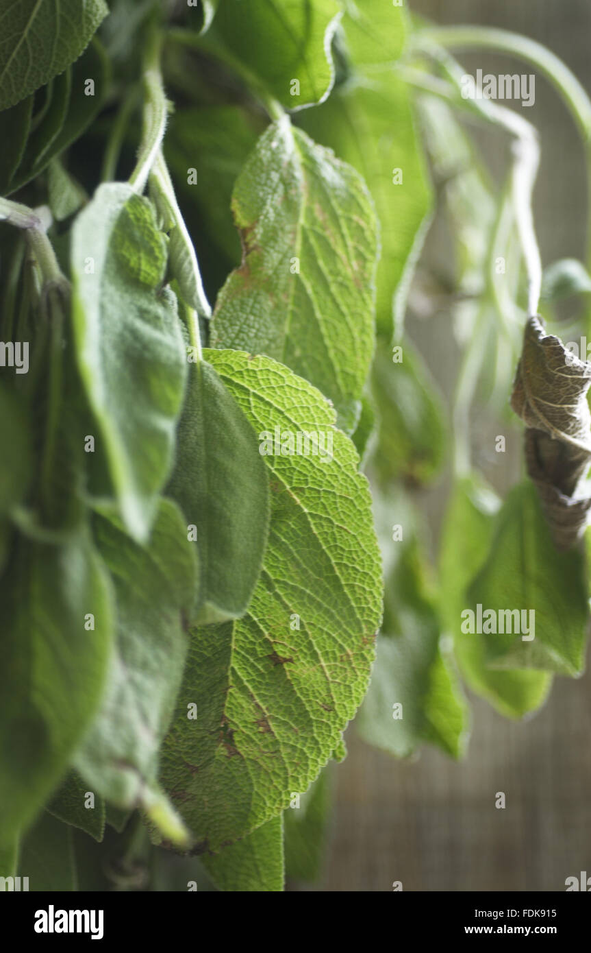 Sage leaves hanging up to dry Stock Photo Alamy