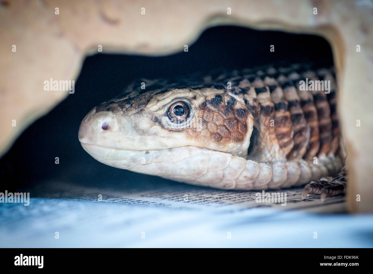 A common lizard at the RSPCA's reptile rescue centre in Brighton Stock