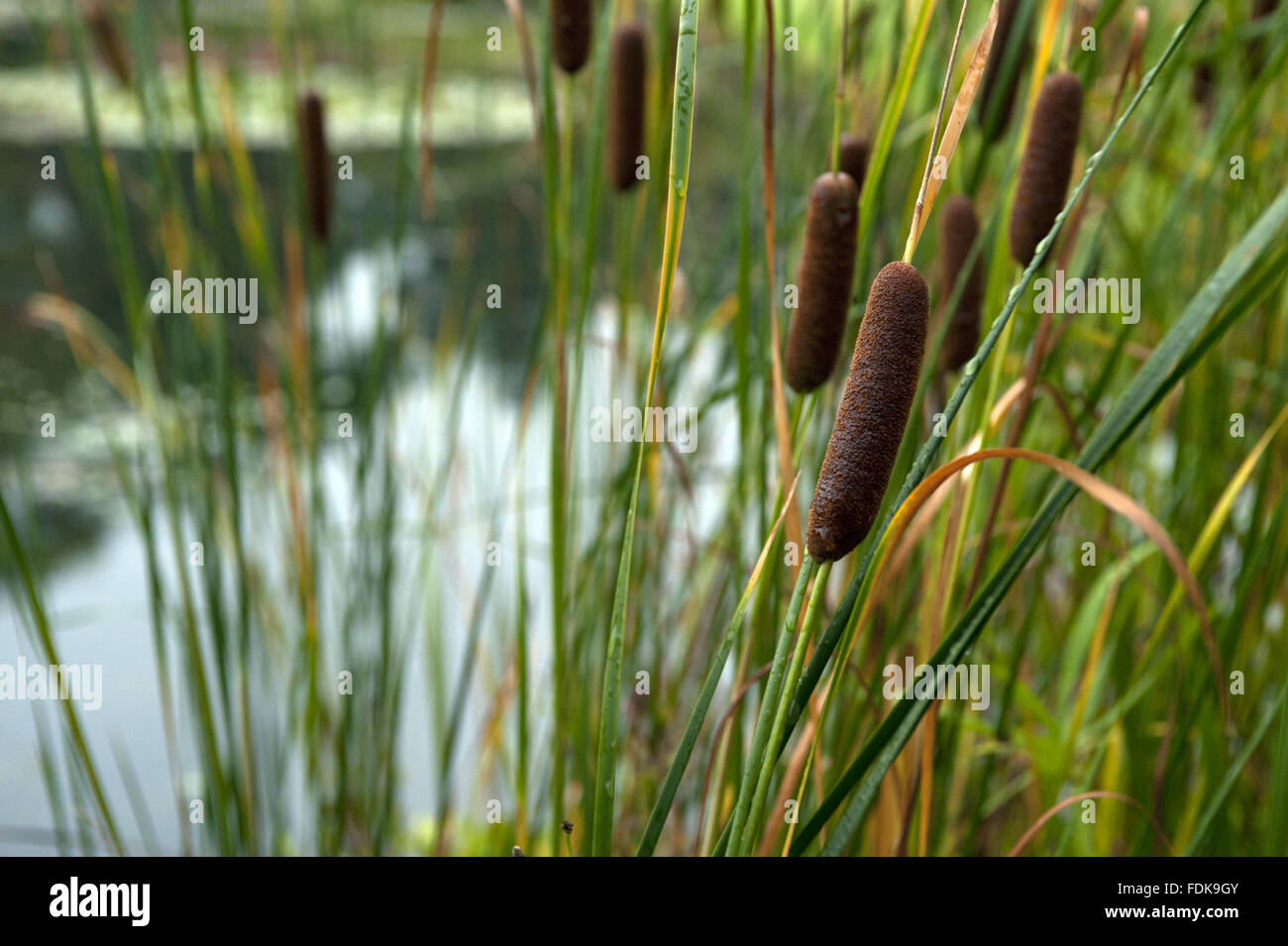 Bulrushes in the garden at Bateman's, East Sussex. Stock Photo