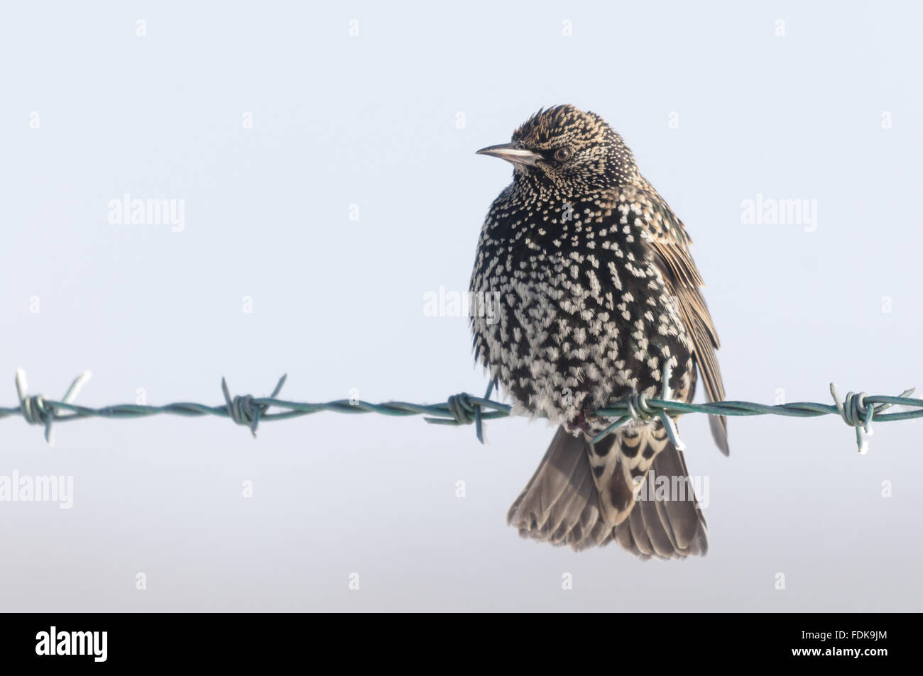 Starling (Sturnus vulgaris), in December near Bradworthy, Devon. Stock Photo