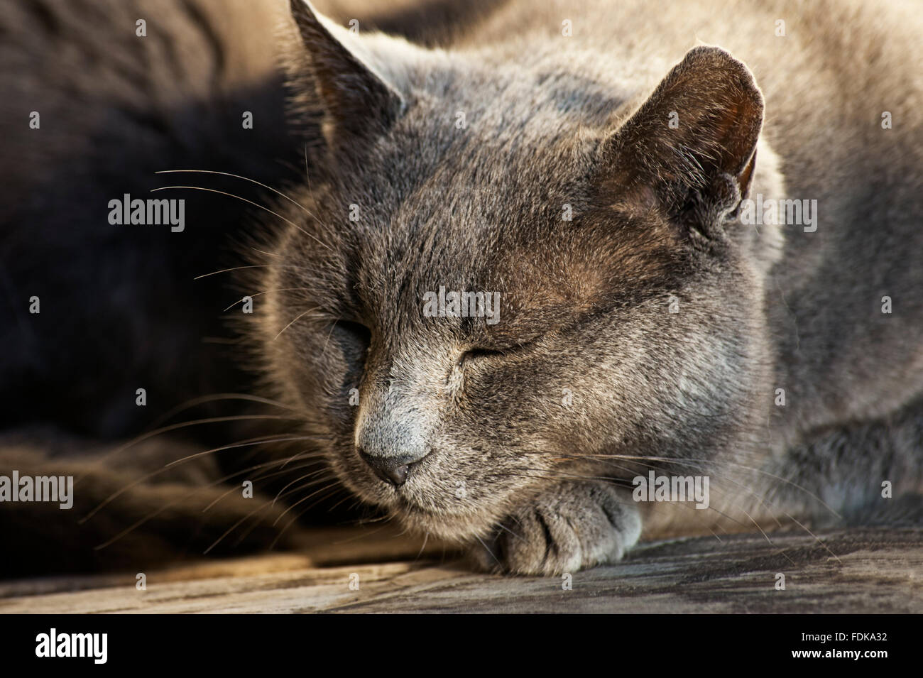 Portrait of a sleeping Russian-blue cat Stock Photo