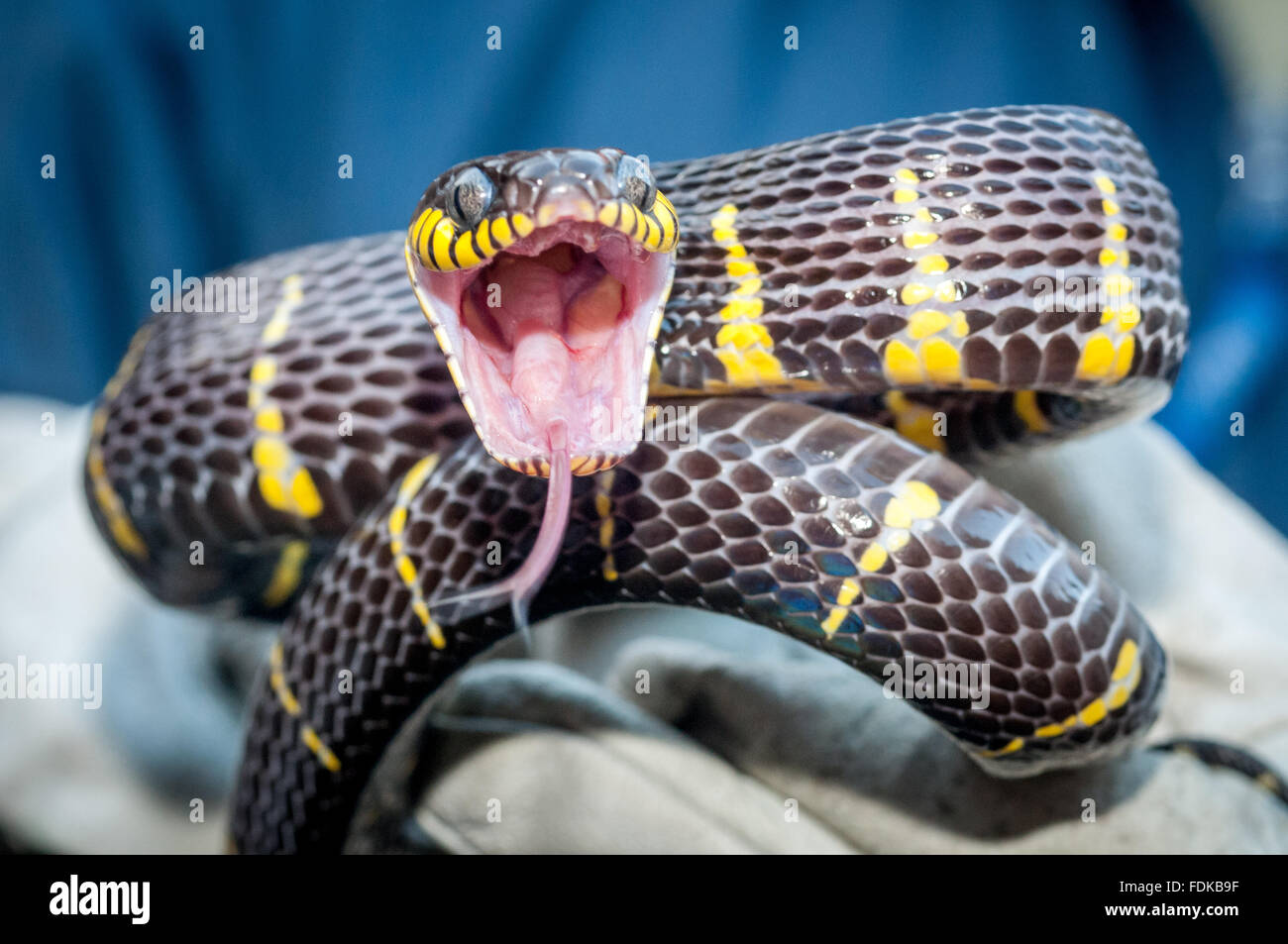 A mangrove snake at the RSPCA's reptile rescue centre in Brighton. Stock Photo
