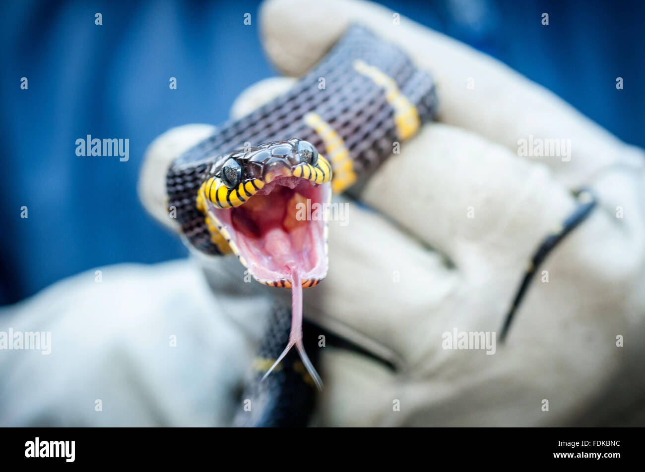 A mangrove snake at the RSPCA's reptile rescue centre in Brighton. Stock Photo