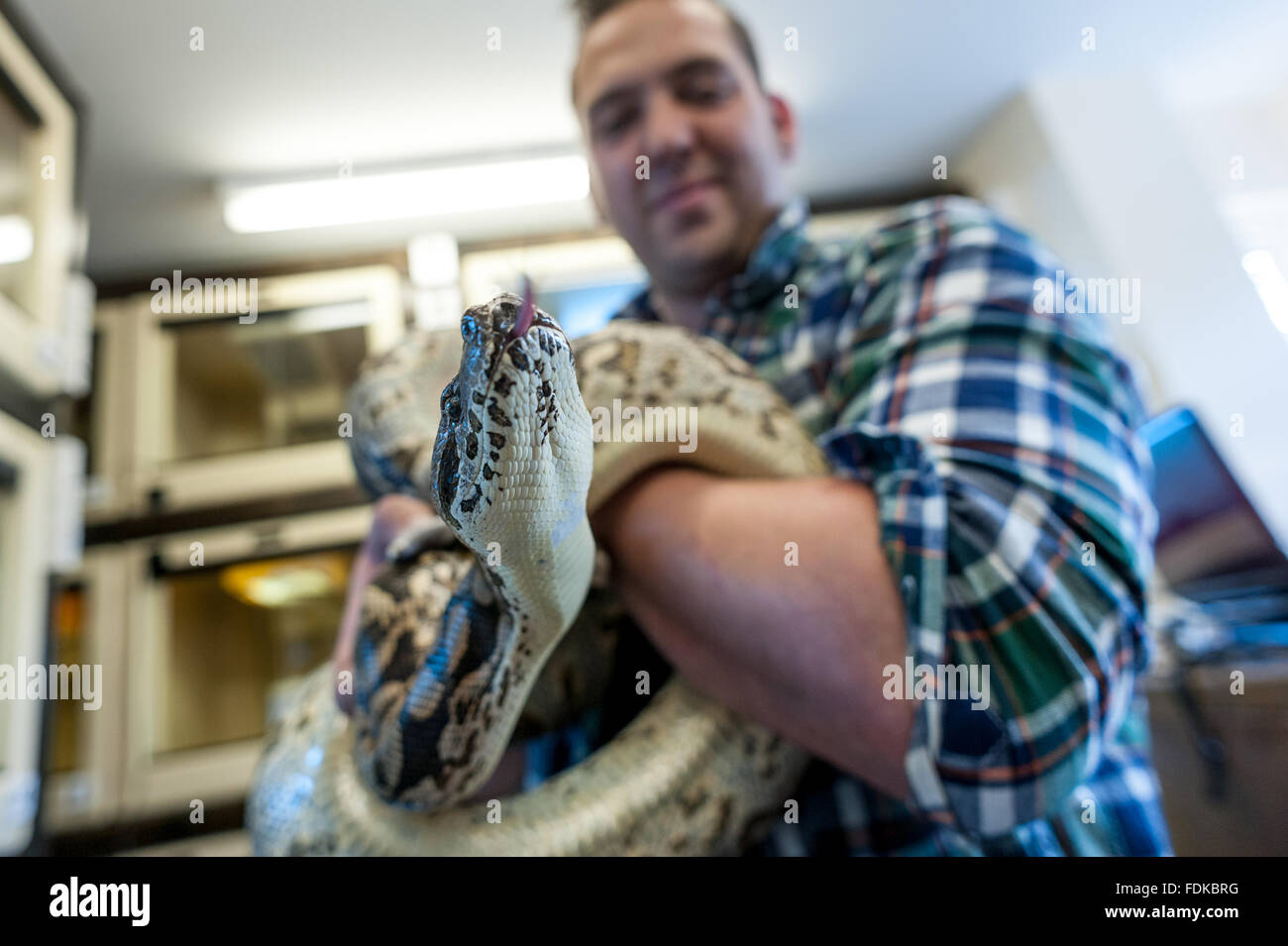 A common boa constrictor at the RSPCA's reptile rescue centre in