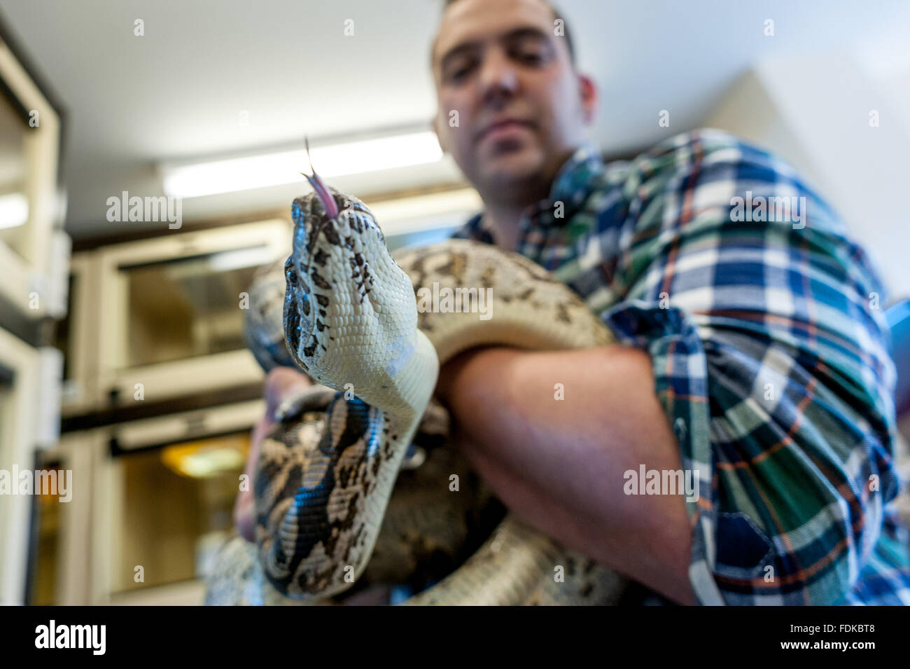 A common boa constrictor at the RSPCA's reptile rescue centre in
