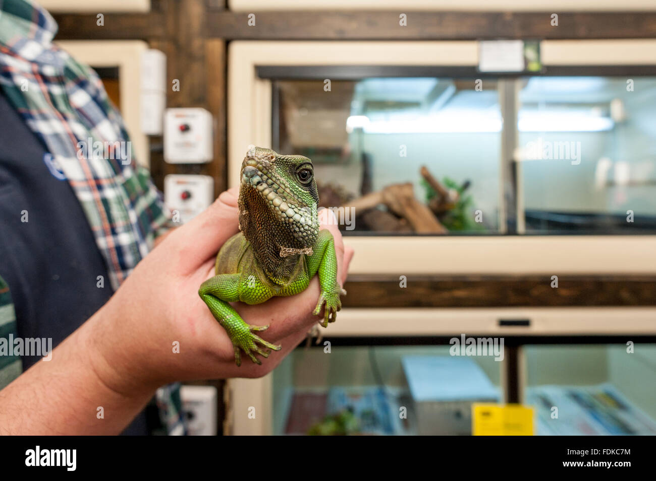 A water dragon at the RSPCA's reptile rescue centre in Brighton Stock Photo Alamy