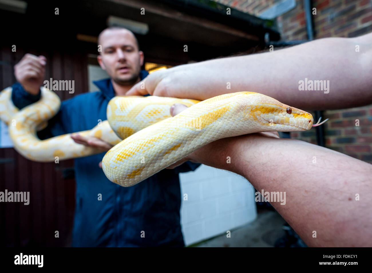 An Burmese albino python at the RSPCA's reptile rescue centre in