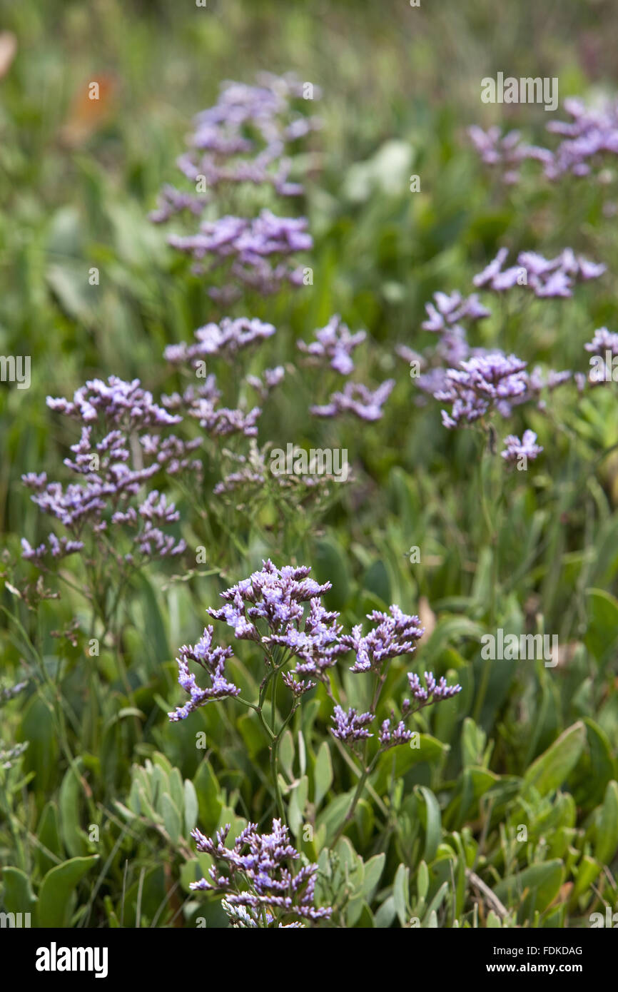 Sea-lavender (Limonium) at Brancaster, Norfolk. Stock Photo