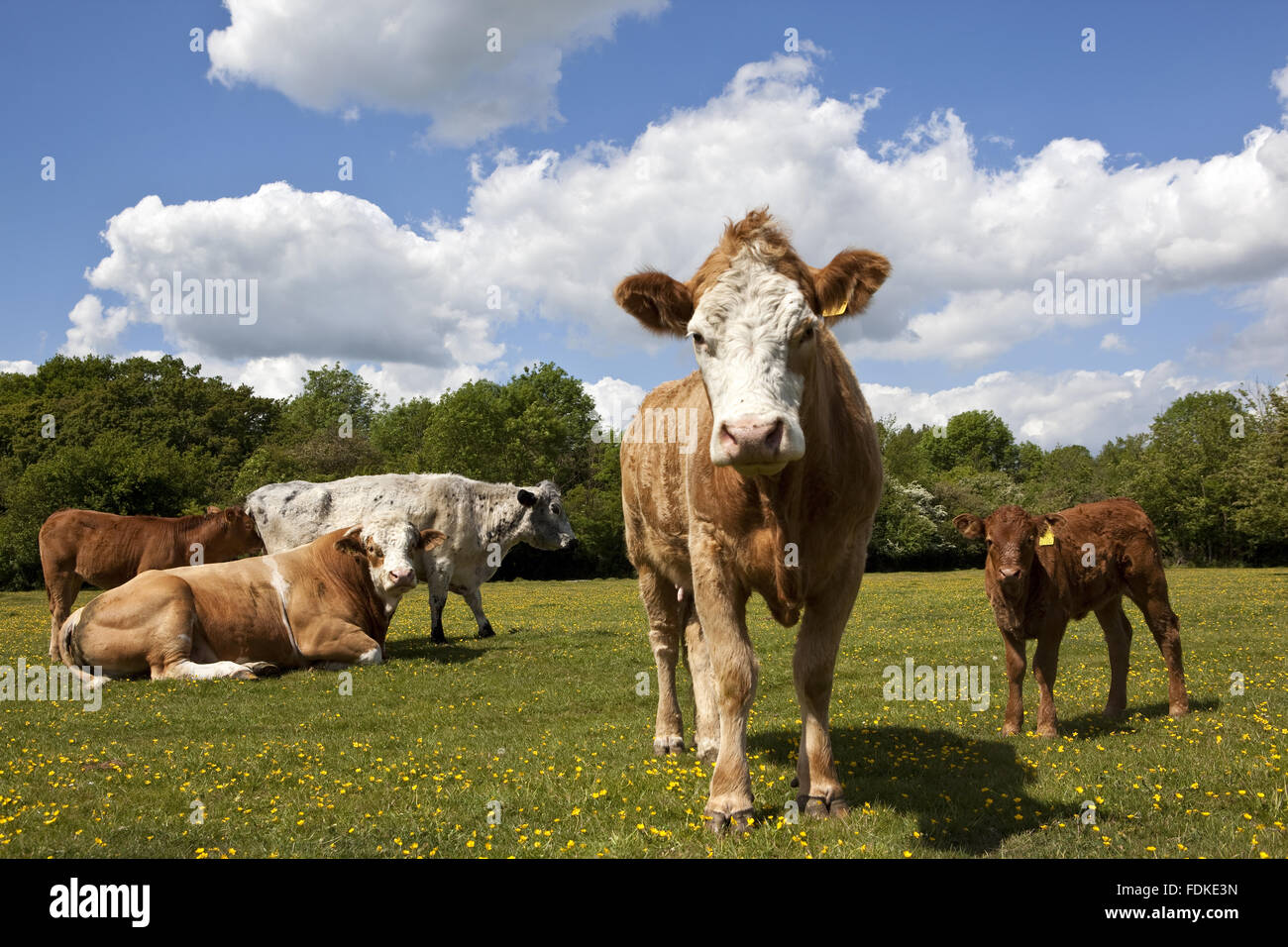 Cattle in pasture near London Bridge at Hatfield Forest, Essex Stock