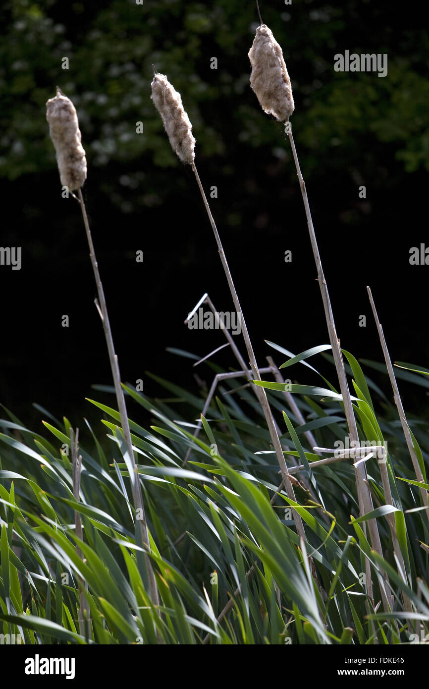 Bulrushes growing near the pond in the northern part of Hatfield Forest, Essex. Stock Photo