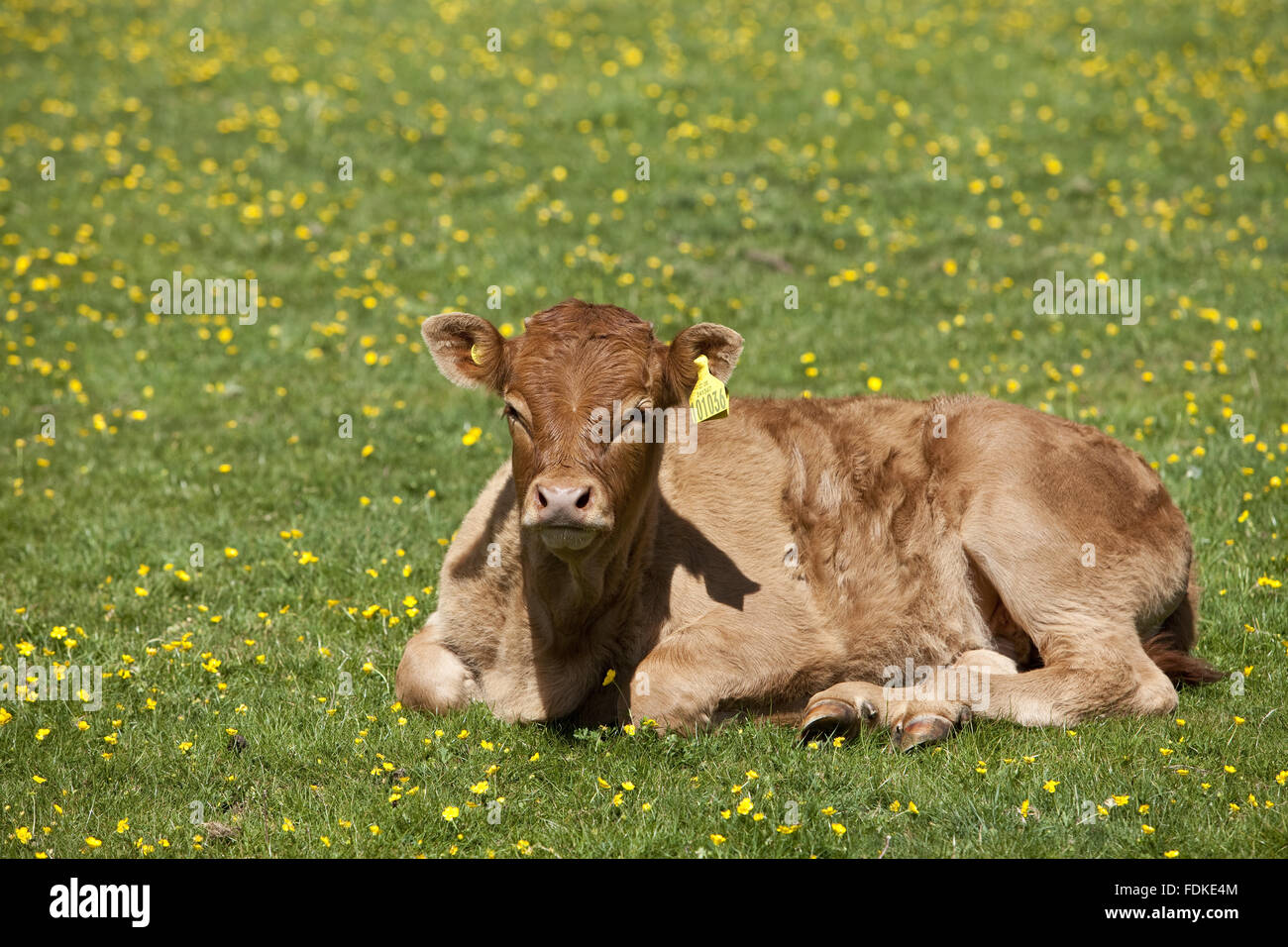 Calf in pasture near London Bridge at Hatfield Forest, Essex. Stock Photo