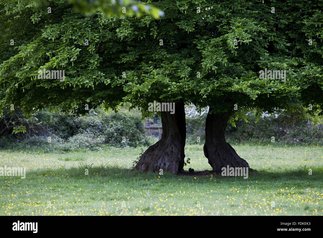 Tree with split trunk in the north east section of Hatfield Forest ...