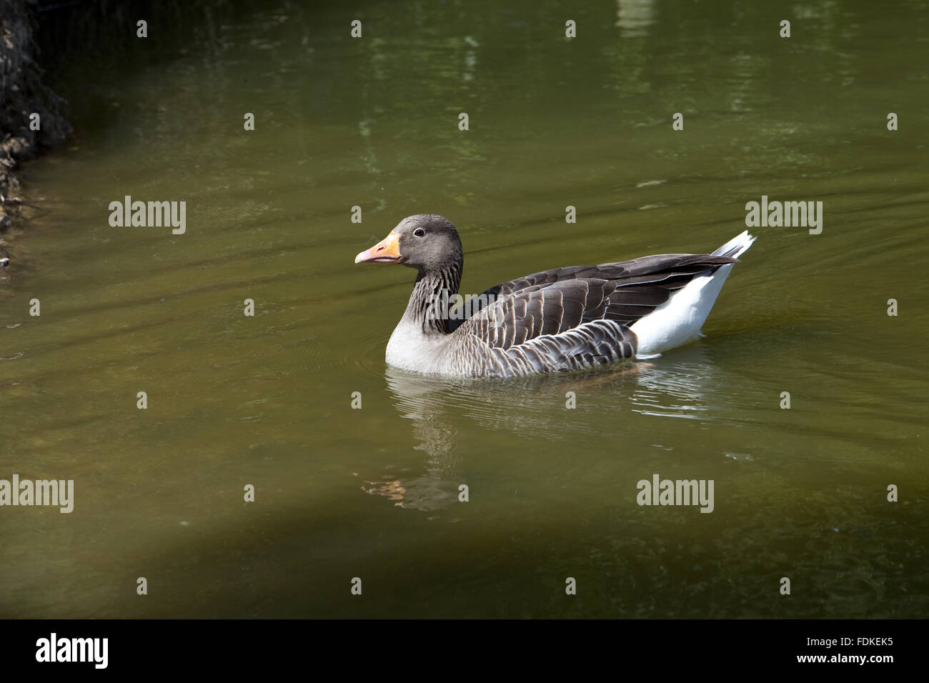 Grey Leg goose on the Lake at Hatfield Forest, Essex. Stock Photo