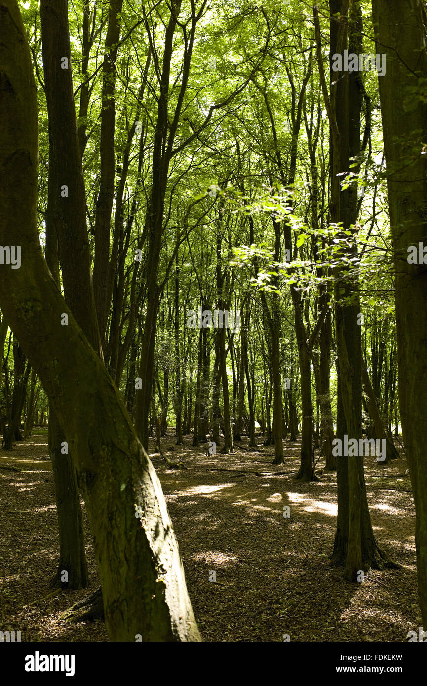 Coppice and thicket scrub in the north east section of Hatfield Forest, Essex. Stock Photo