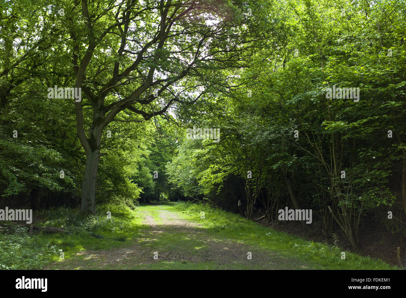 View looking down an ancient ride through the coppice near Eight Wantz Ways at Hatfield Forest, Essex. Stock Photo