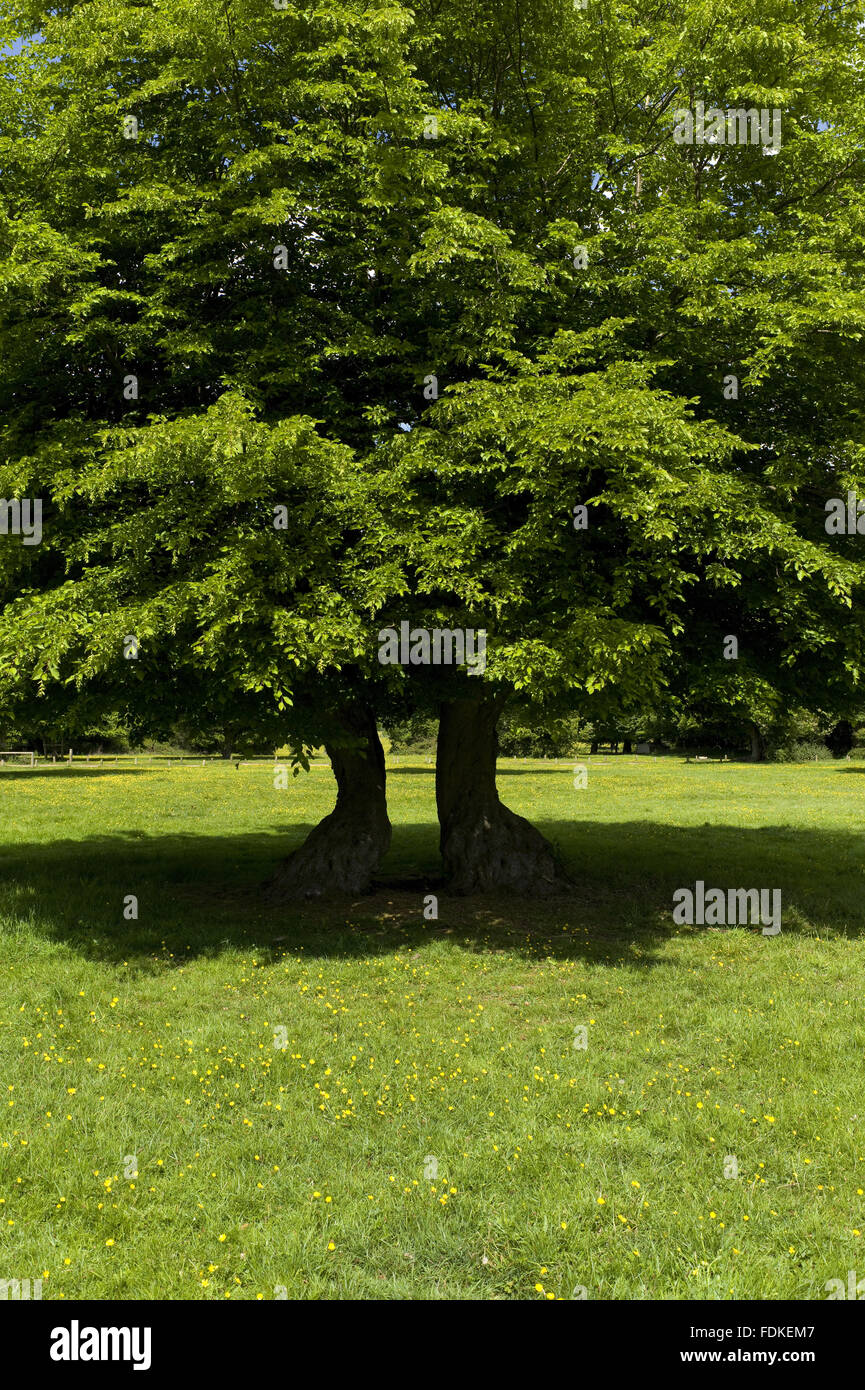 Tree with split trunk in the north east section of Hatfield Forest ...